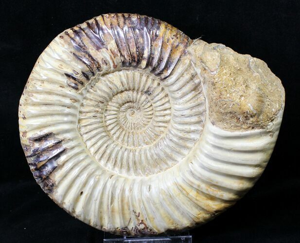 Large Perisphinctes Ammonite - Jurassic #18926